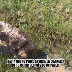Cubre Asiento Impermeable para Mascotas | Protector de Auto